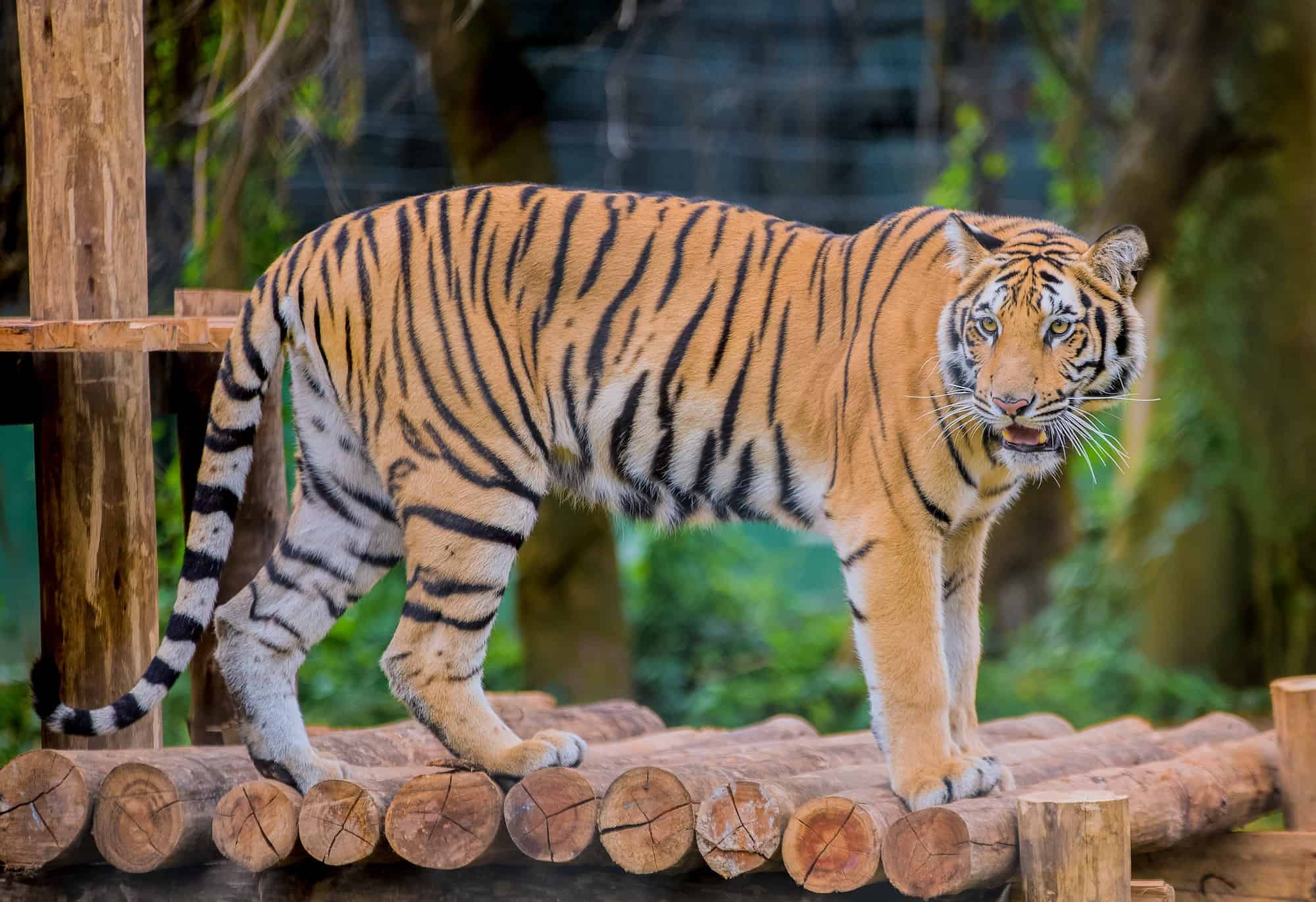 Sacramento Zoo A Classic Attraction for Families Out & About Sacramento